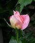 lysiane:plantes_du_jardin:roses:298_isabelle_autissier_5921.jpg