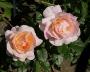 lysiane:plantes_du_jardin:roses:299_isabelle_autissier_6606.jpg
