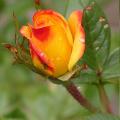 304_j_c_b_5335.jpg
