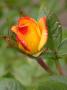 lysiane:plantes_du_jardin:roses:304_j_c_b_5335.jpg