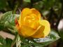 lysiane:plantes_du_jardin:roses:306_j_c_b_5656.jpg