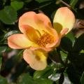 308_j_c_b_8493.jpg