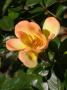 lysiane:plantes_du_jardin:roses:308_j_c_b_8493.jpg