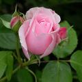 312_karyn_morley_5461.jpg