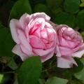 319_kathleen_harrop_5255.jpg