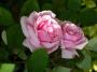 lysiane:plantes_du_jardin:roses:319_kathleen_harrop_5255.jpg