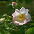 333_kew_rambler_.jpg