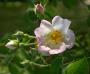 lysiane:plantes_du_jardin:roses:333_kew_rambler_.jpg