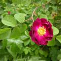 342_la_belle_sultane_5613.jpg