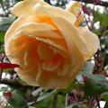 348_lady_hilllingdon_5481.jpg
