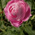 349_la_reine_victoria_6016.jpg