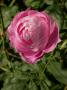 lysiane:plantes_du_jardin:roses:349_la_reine_victoria_6016.jpg
