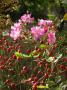 lysiane:plantes_du_jardin:roses:355_lavender_dream_3431.jpg