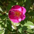 356_lavender_dream_4944.jpg