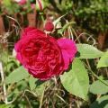 362_l_d_braithwaite_6487.jpg