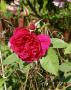 lysiane:plantes_du_jardin:roses:362_l_d_braithwaite_6487.jpg