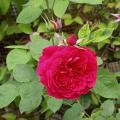 364_l_d_braithwaite_6520.jpg