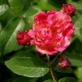367_leonie_lamesch_5471.jpg