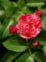 lysiane:plantes_du_jardin:roses:367_leonie_lamesch_5471.jpg