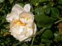 lysiane:plantes_du_jardin:roses:371_lorenzo_pahissa_6473.jpg