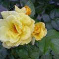 385_lucia_8338.jpg