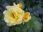 lysiane:plantes_du_jardin:roses:385_lucia_8338.jpg