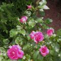 387_manou_meilland_0396.jpg