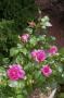 lysiane:plantes_du_jardin:roses:387_manou_meilland_0396.jpg