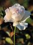 lysiane:plantes_du_jardin:roses:391_margaret_merril_.jpg