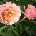 400_marie_curie_6583.jpg