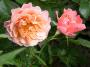 lysiane:plantes_du_jardin:roses:400_marie_curie_6583.jpg