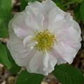 406_martin_frosbisher_5156.jpg