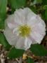 lysiane:plantes_du_jardin:roses:406_martin_frosbisher_5156.jpg