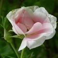 407_martin_frosbisher_5295.jpg