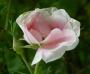 lysiane:plantes_du_jardin:roses:407_martin_frosbisher_5295.jpg