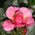 418_milrose_0379.jpg