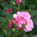 420_milrose_6013.jpg