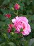 lysiane:plantes_du_jardin:roses:420_milrose_6013.jpg