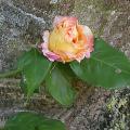 428_mme_jules_gravereaux_6504.jpg