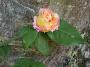 lysiane:plantes_du_jardin:roses:428_mme_jules_gravereaux_6504.jpg