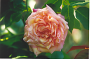lysiane:plantes_du_jardin:roses:429_mme_jules_gravereaux_.png