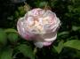 lysiane:plantes_du_jardin:roses:435_mousseline_0199.jpg