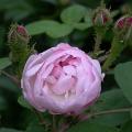 436_mousseline_5672.jpg