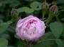 lysiane:plantes_du_jardin:roses:436_mousseline_5672.jpg