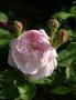 lysiane:plantes_du_jardin:roses:437_mousseline_5758.jpg