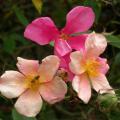 439_mutabilis_0099.jpg