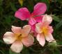 lysiane:plantes_du_jardin:roses:439_mutabilis_0099.jpg