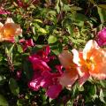 441_mutabilis_0249.jpg