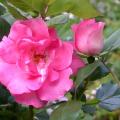 450_nathalie_0355.jpg