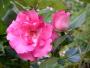 lysiane:plantes_du_jardin:roses:450_nathalie_0355.jpg
